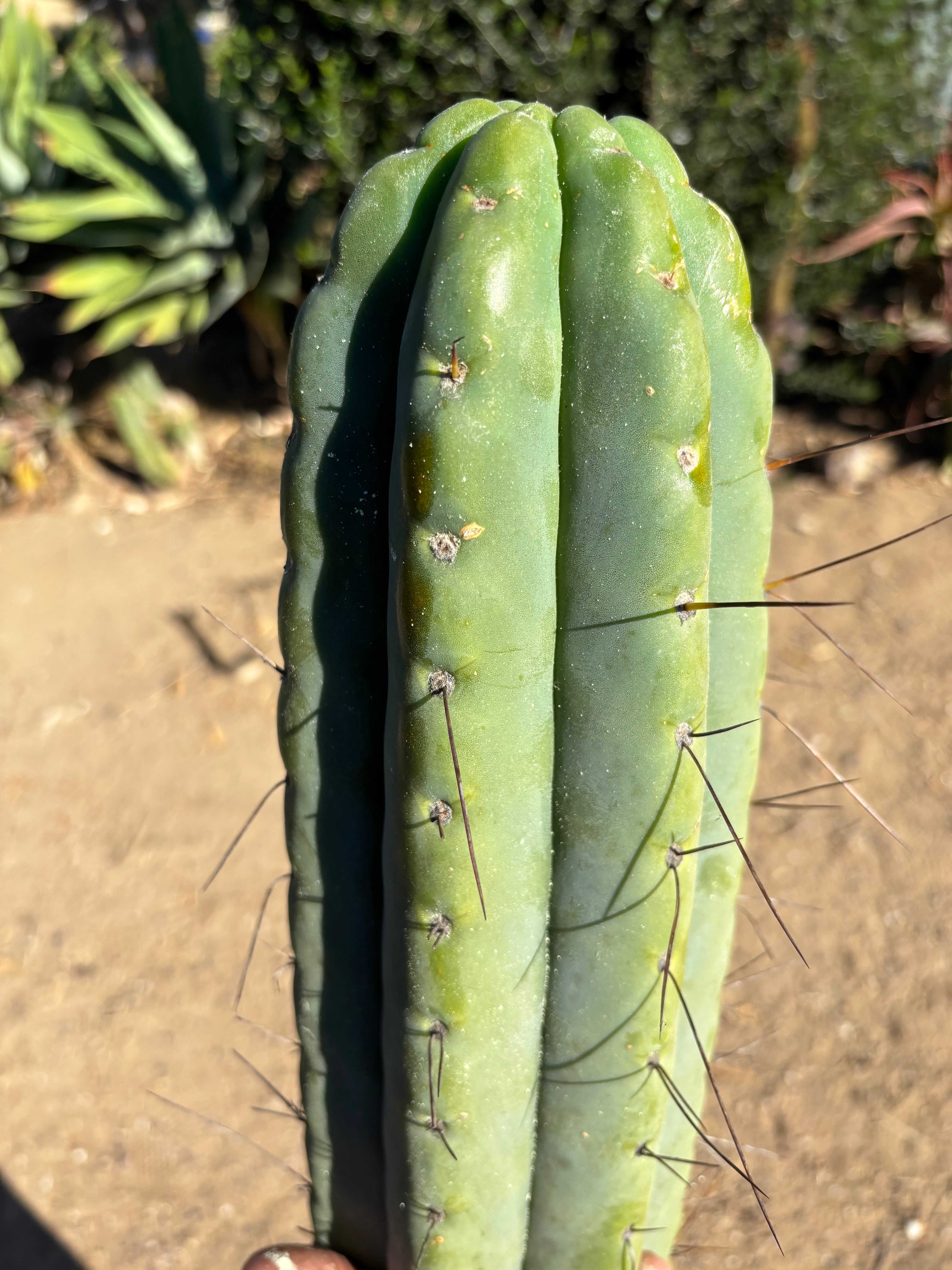💎🌶️🌶️⚠️ E.R. — 13” MEGA Tip