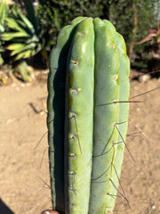 💎🌶️🌶️⚠️ E.R. — 13” MEGA Tip