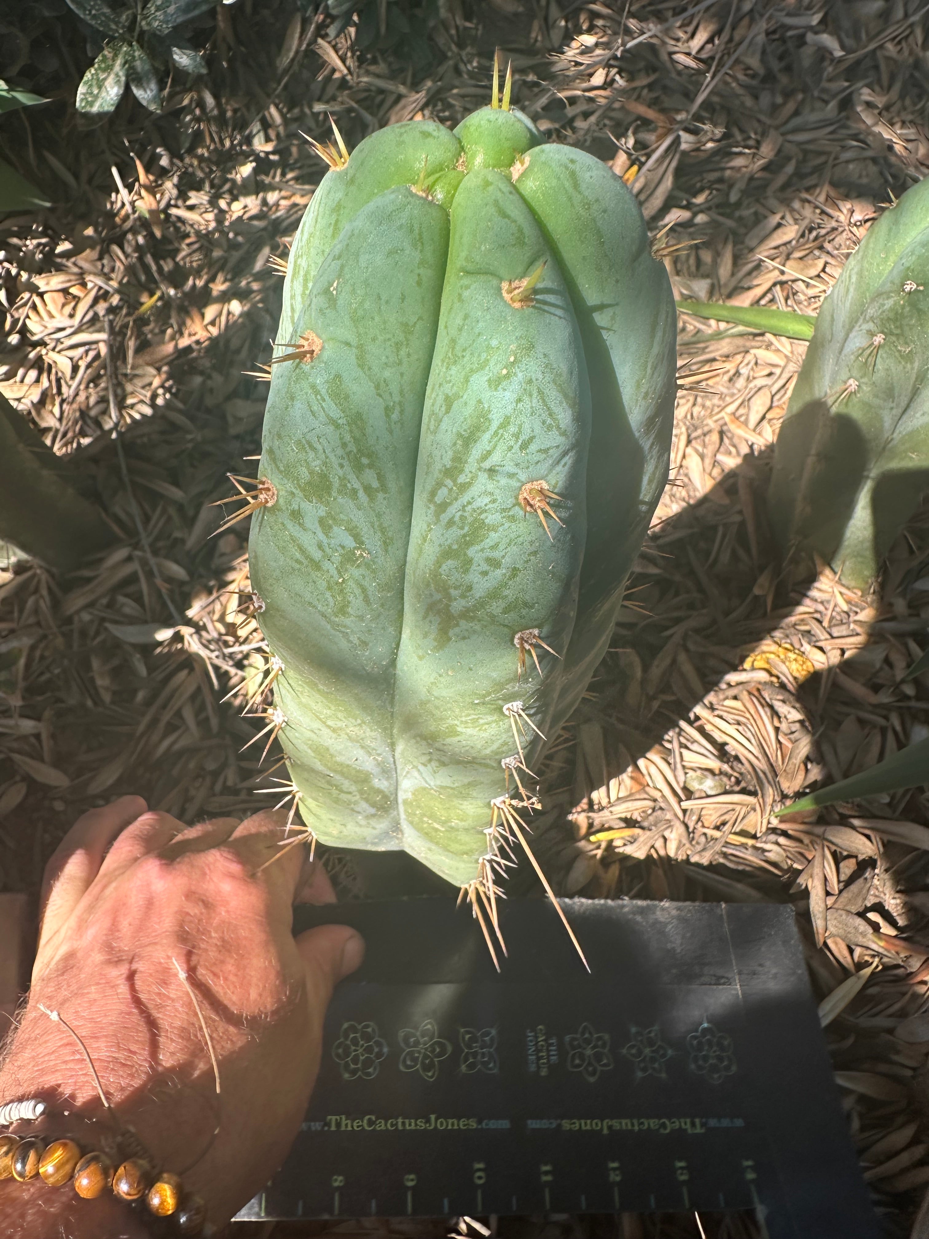 👑 Lotusland Huanu — Fat n Frosty 10” Tip