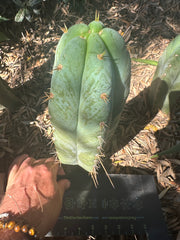 👑 Lotusland Huanu — Fat n Frosty 10” Tip