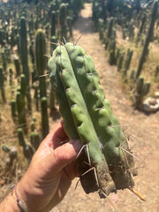 💎💎🌶️🌶️ NOM — 9” Tip, Throwing Roots