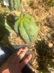 💎👑🌶️🌶️ Austy’s Bomb — 11” ROOTED