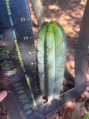 👑🌶️🌶️ Pala! — 11” Pup