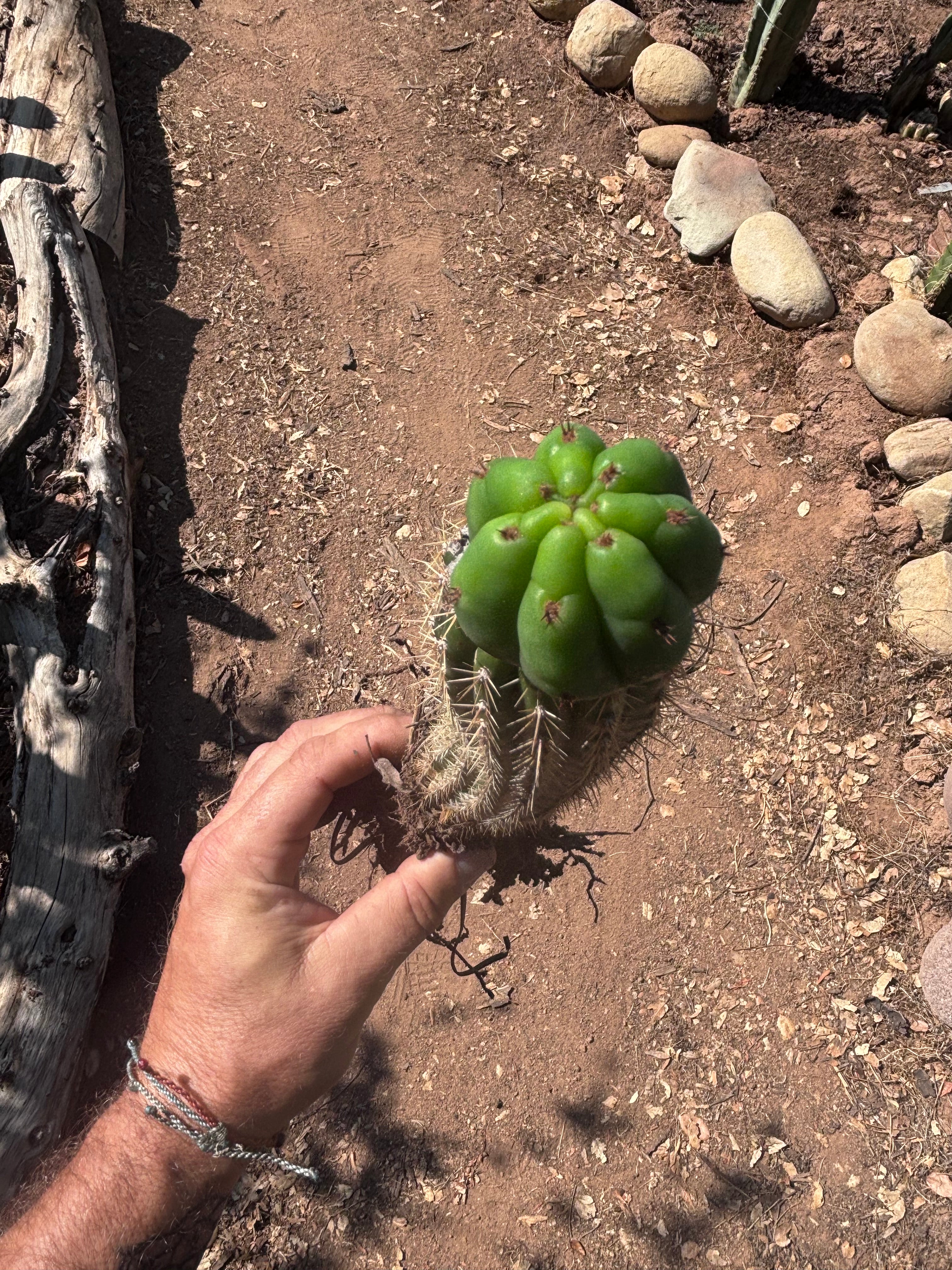 👑🌶️🌶️ KR04 — Whole Rooted Graft