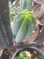 💎🌶️🌶️ NOM — 8.5” Tip