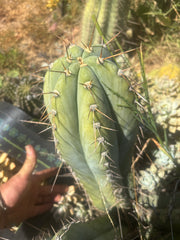 💎👑🌶️ CGG — Massive 16” Melon