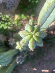 🌶️🌶️ NoidTwo — 10” Pup