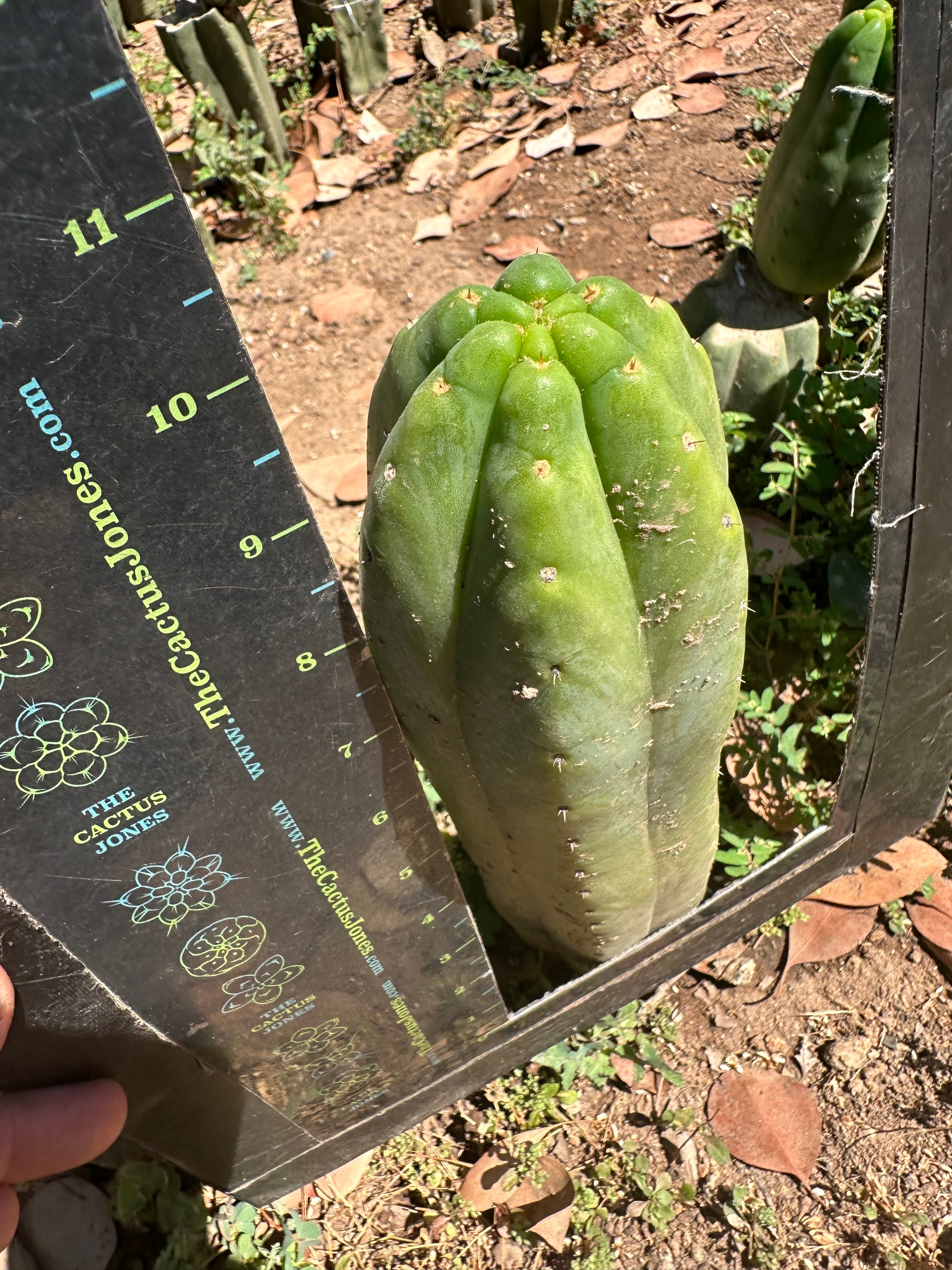 👑🌶️🌶️ Another Drop, Another Ogun — 10” Tip