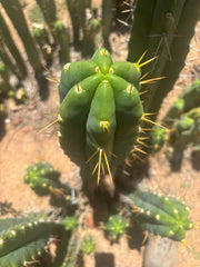 💎🌶️ Psycho0’ x SS01  — Massive 16” Tip