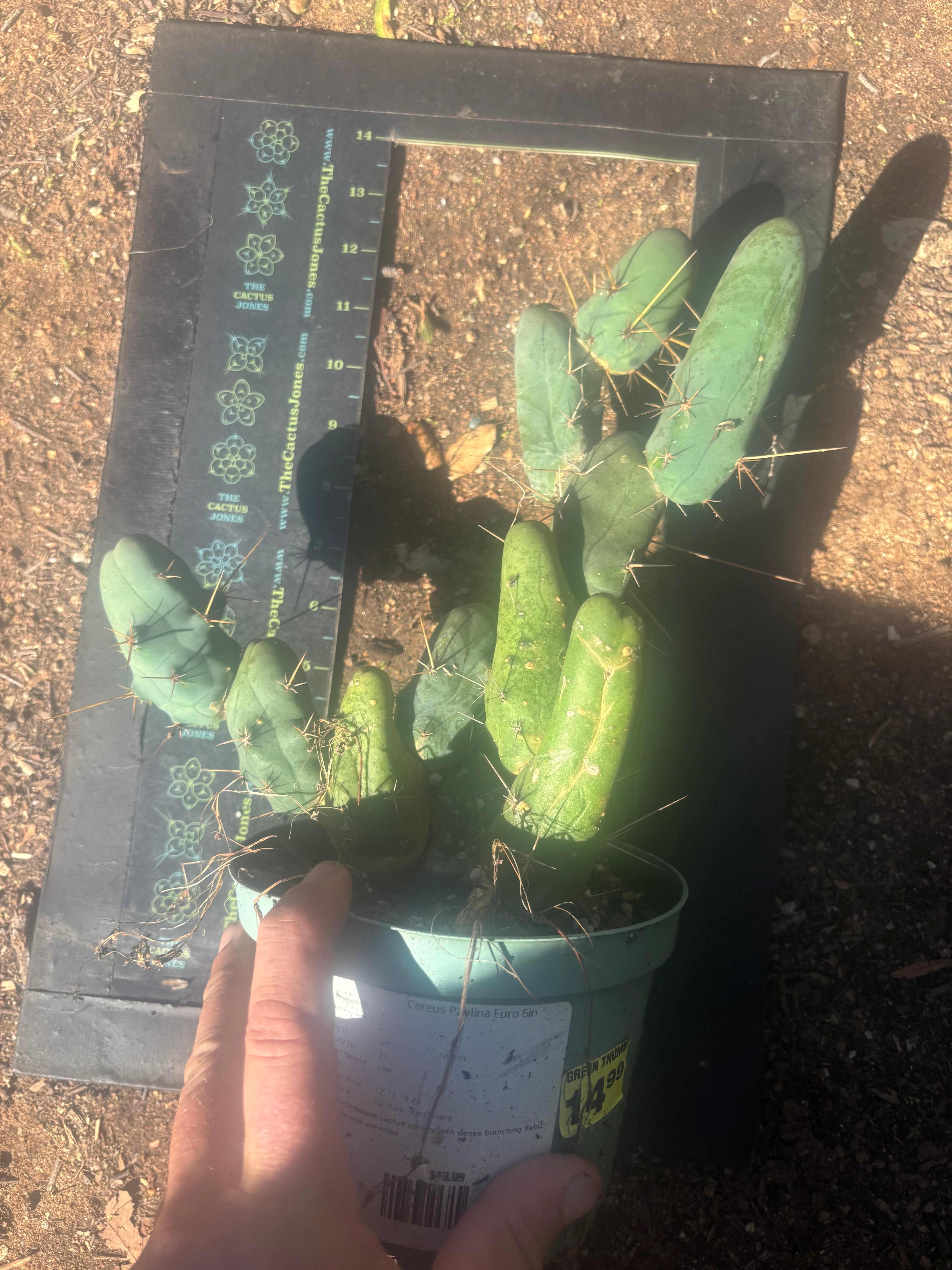 👑🌶️🌶️  TBM Clone B — Fully Rooted, 12 Segments