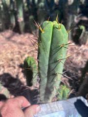 👑🌶️🌶️ Dulzura — 9” Pup