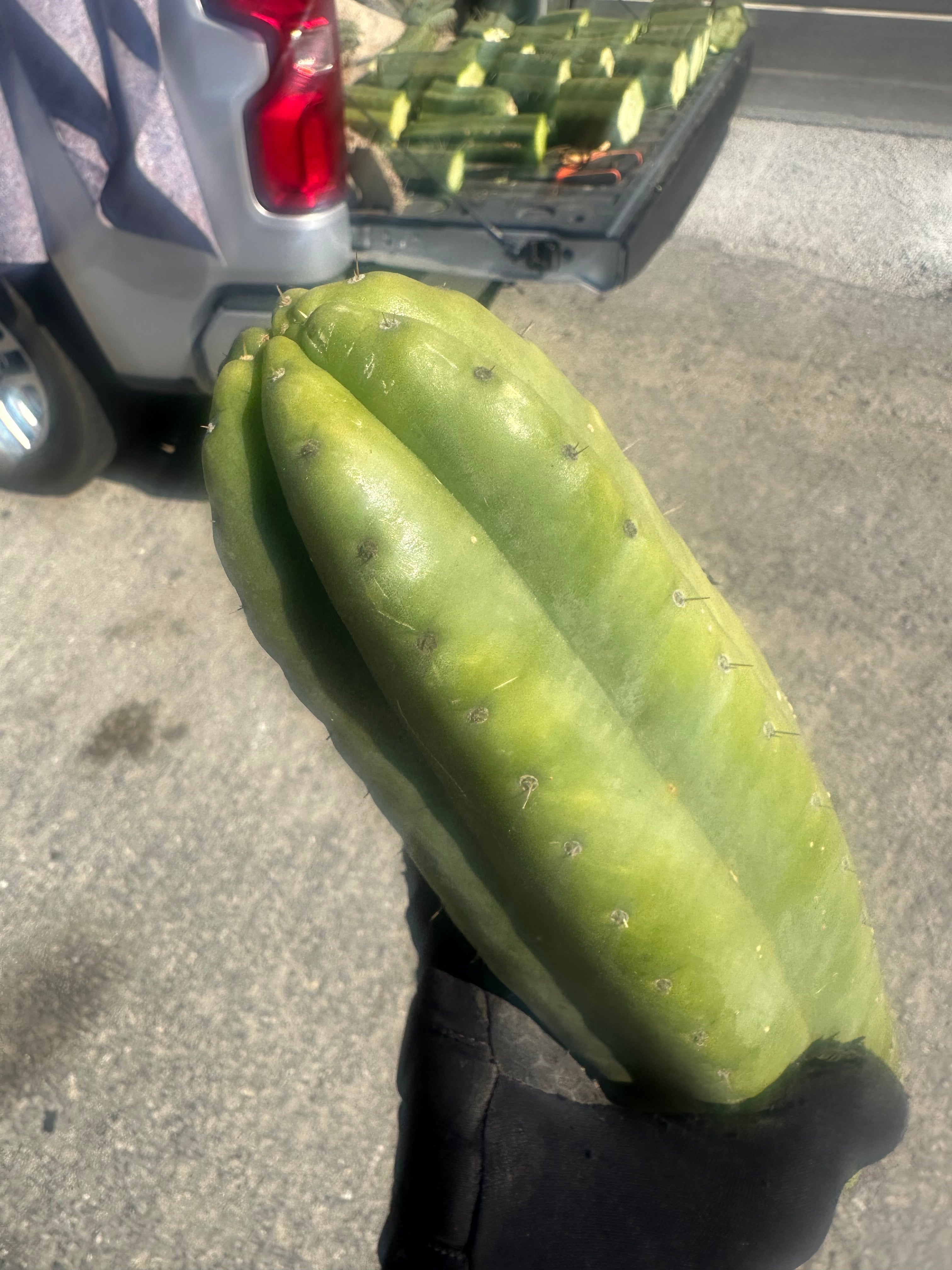 👑🌶️ Tom Juuls Giant  — XL Thick 12” Tip