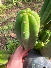 👑🌶️ Davy — 10” Pup