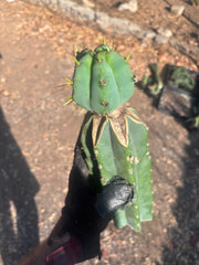 👑💎🌶️  CSD — Beefy Tip Graft