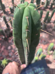 👑🌶️ Malo4 (F2)  — XL 14” Tip