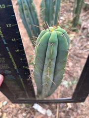 👑🌶️ CA1 Sherman — 12” Tip