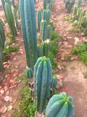 Sharxx Blue x Scop — Glowing 10” Tips