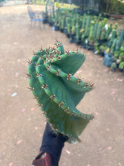 💎🌀 A Cereus Tornado  — XXL 21” Pup
