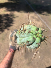 💎🌶️ Noid of the Moment — XXL 22” Tip