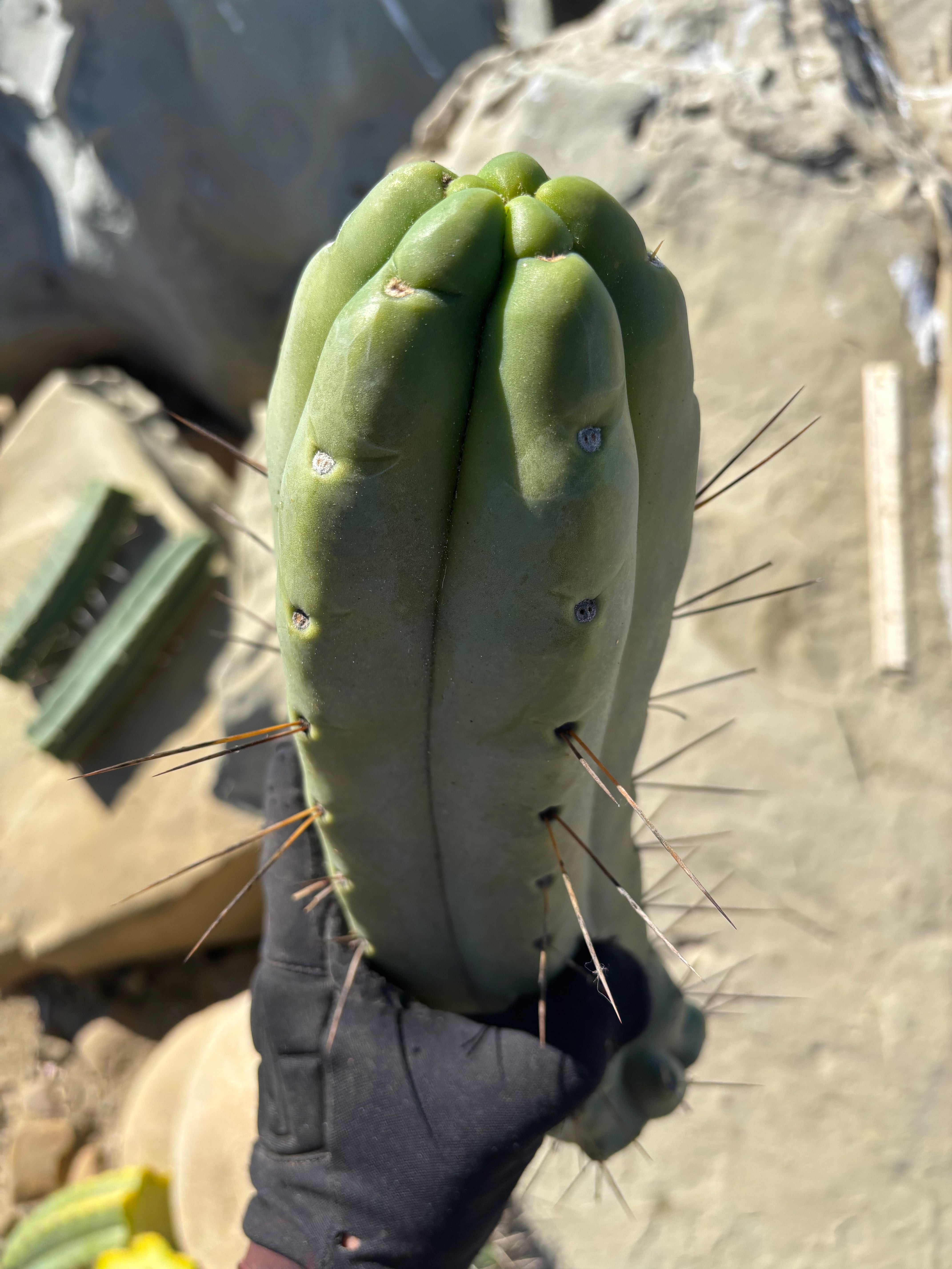 👑💎🌶️🌶️ Eileen — Maxed Girth 14” Tip