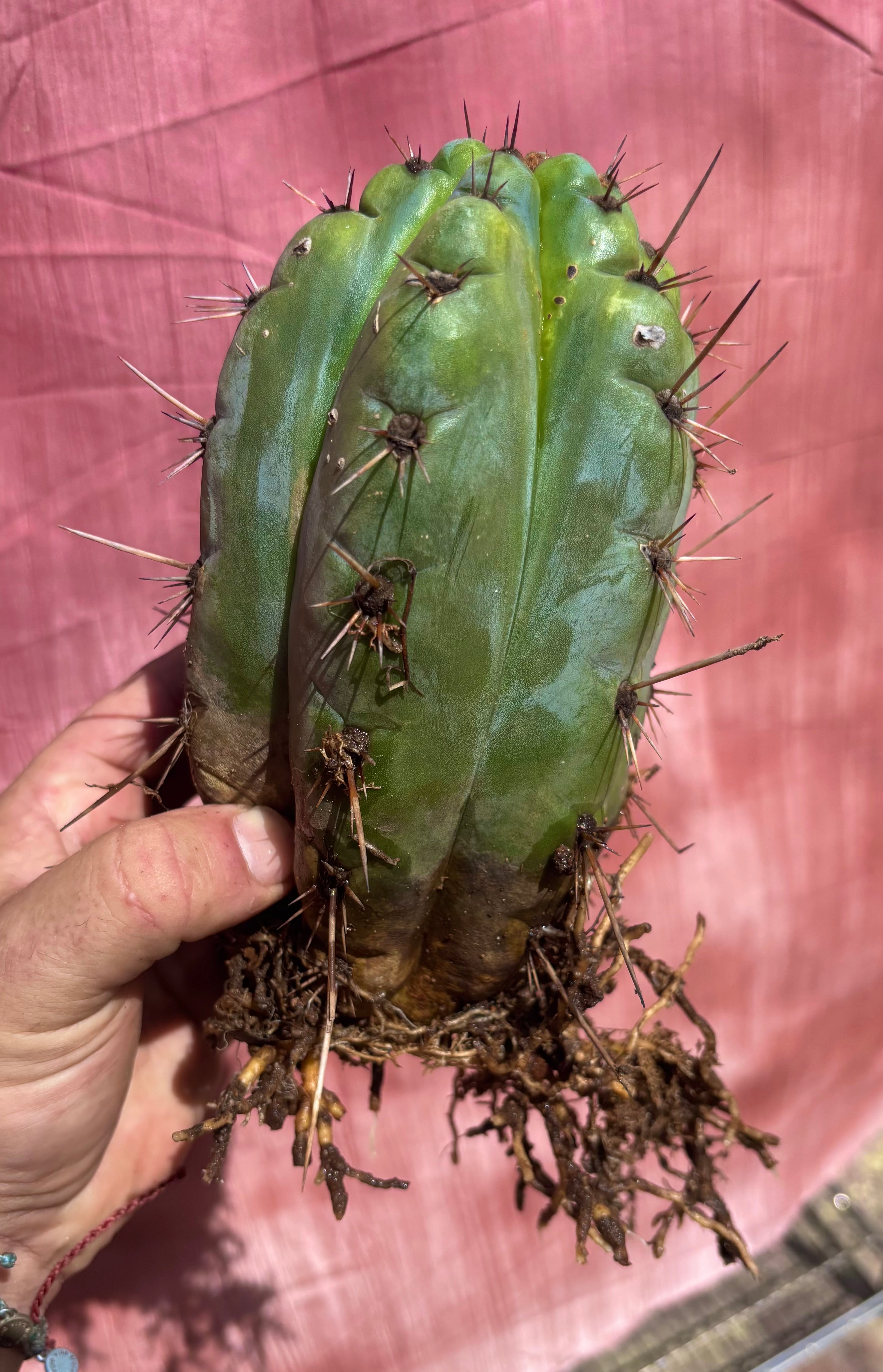 💎👑💎 Papa Smurf — Fat Rooted 8” Notch Bomb