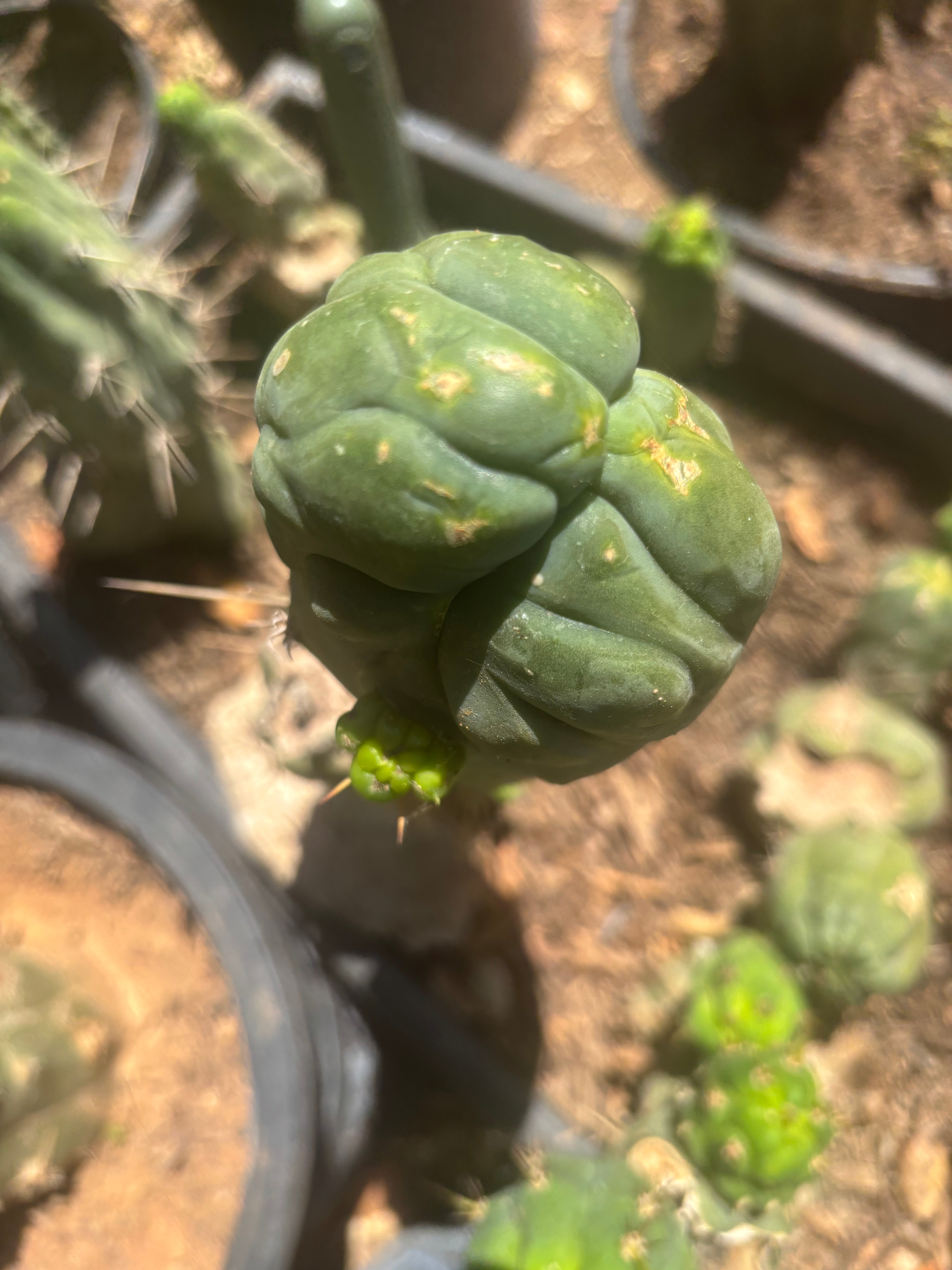 💎👑🐉 Bruce’s Dragon — Thick 8” Pup