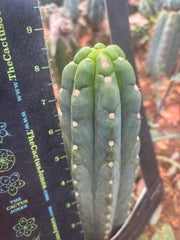 👑🌶️  Ichoca — 8” Tip