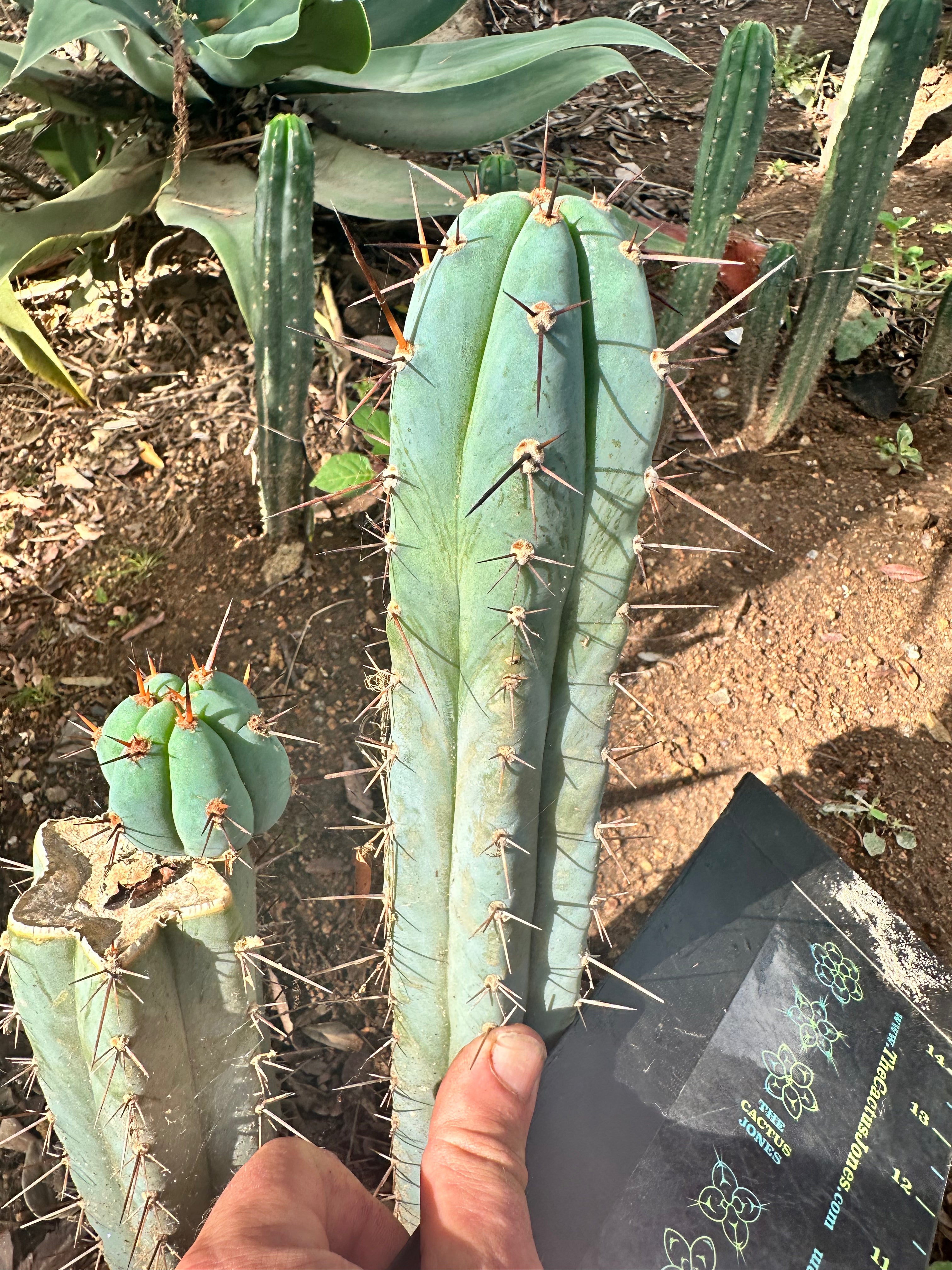 💎👑 Minty — 8” Tip