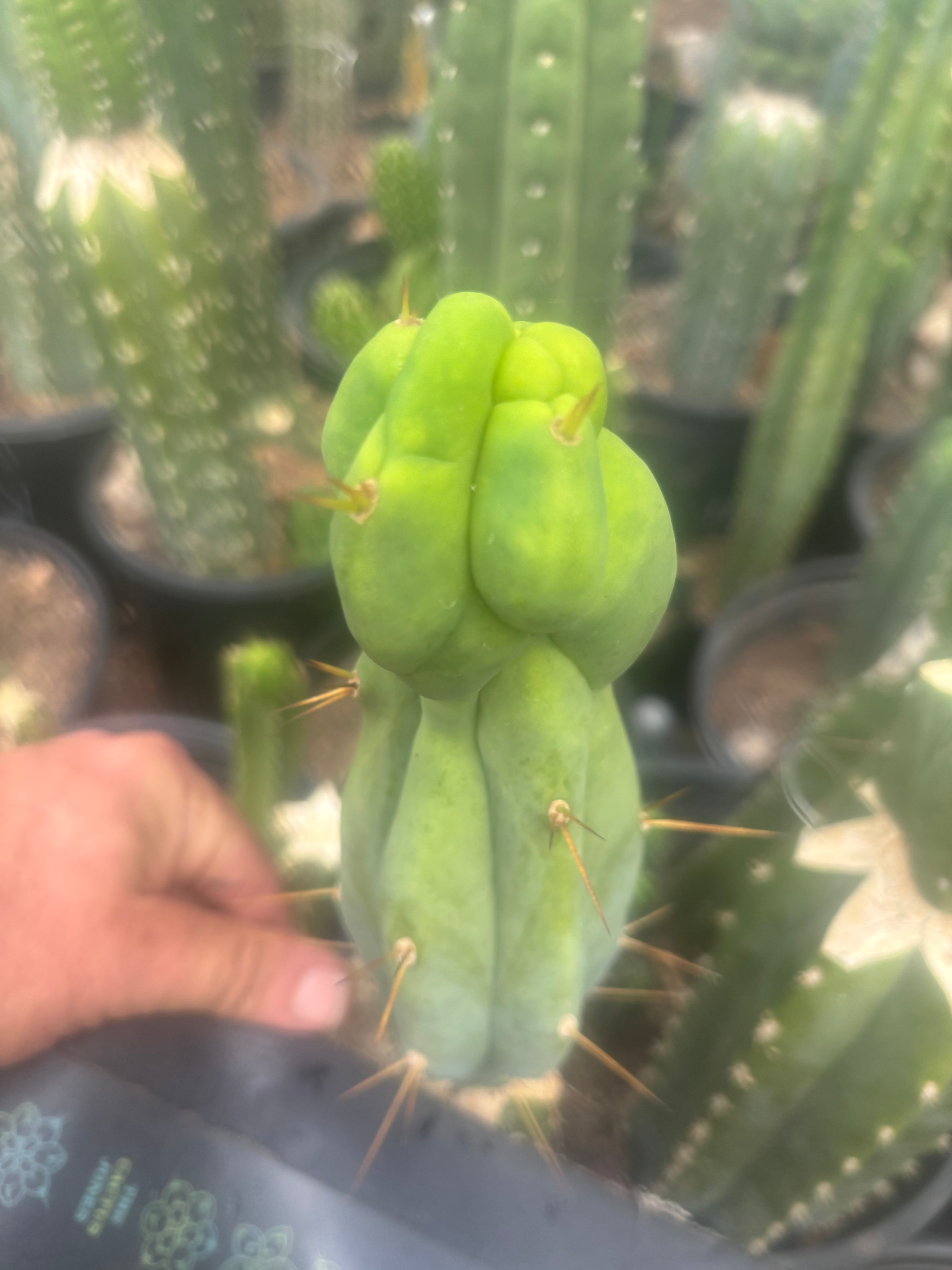 💎👑🌶️ Sam02  — 7” Tip