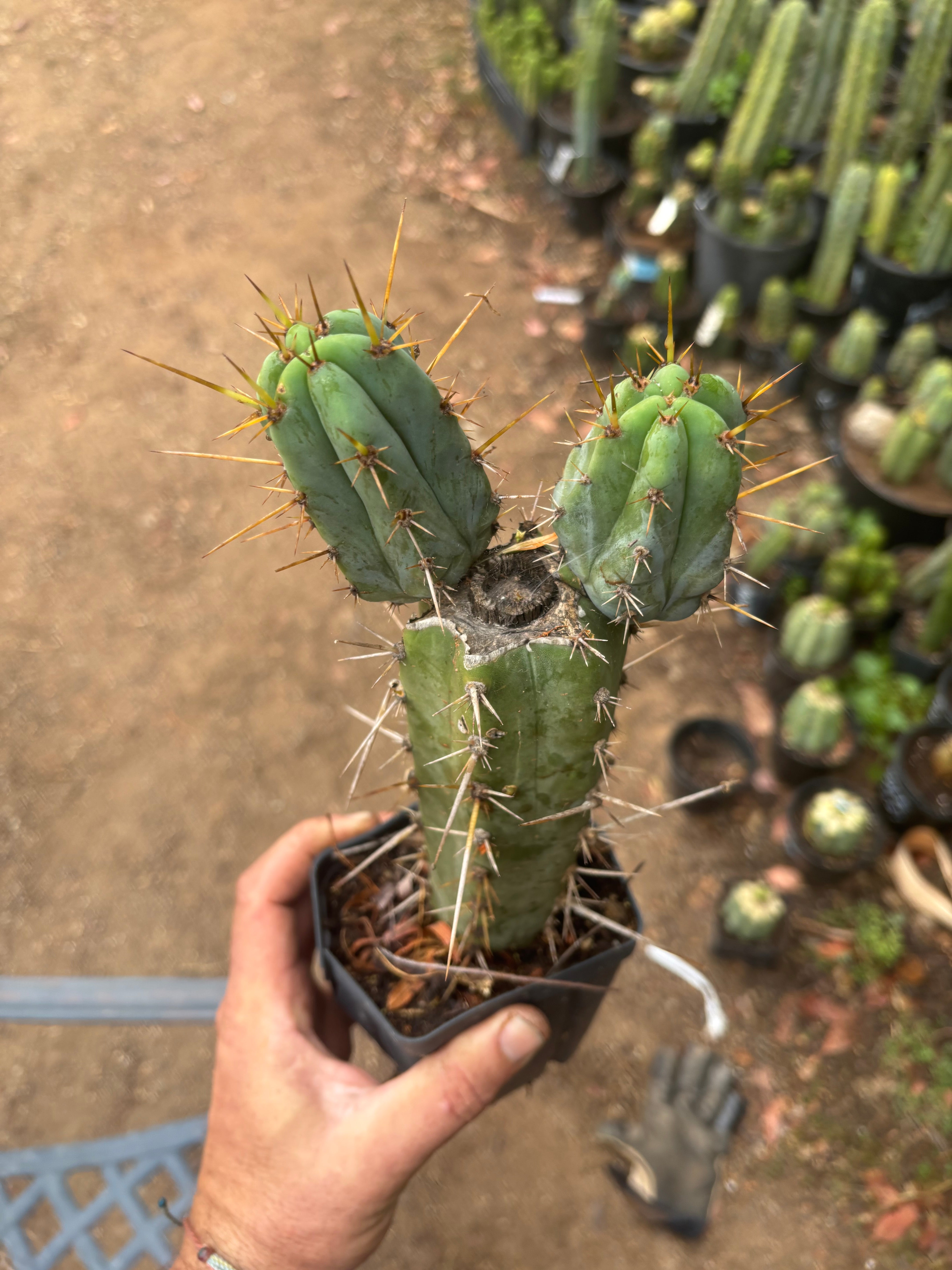 Wild Andes x SS02 — 10” Rooted Mid w/ Pups