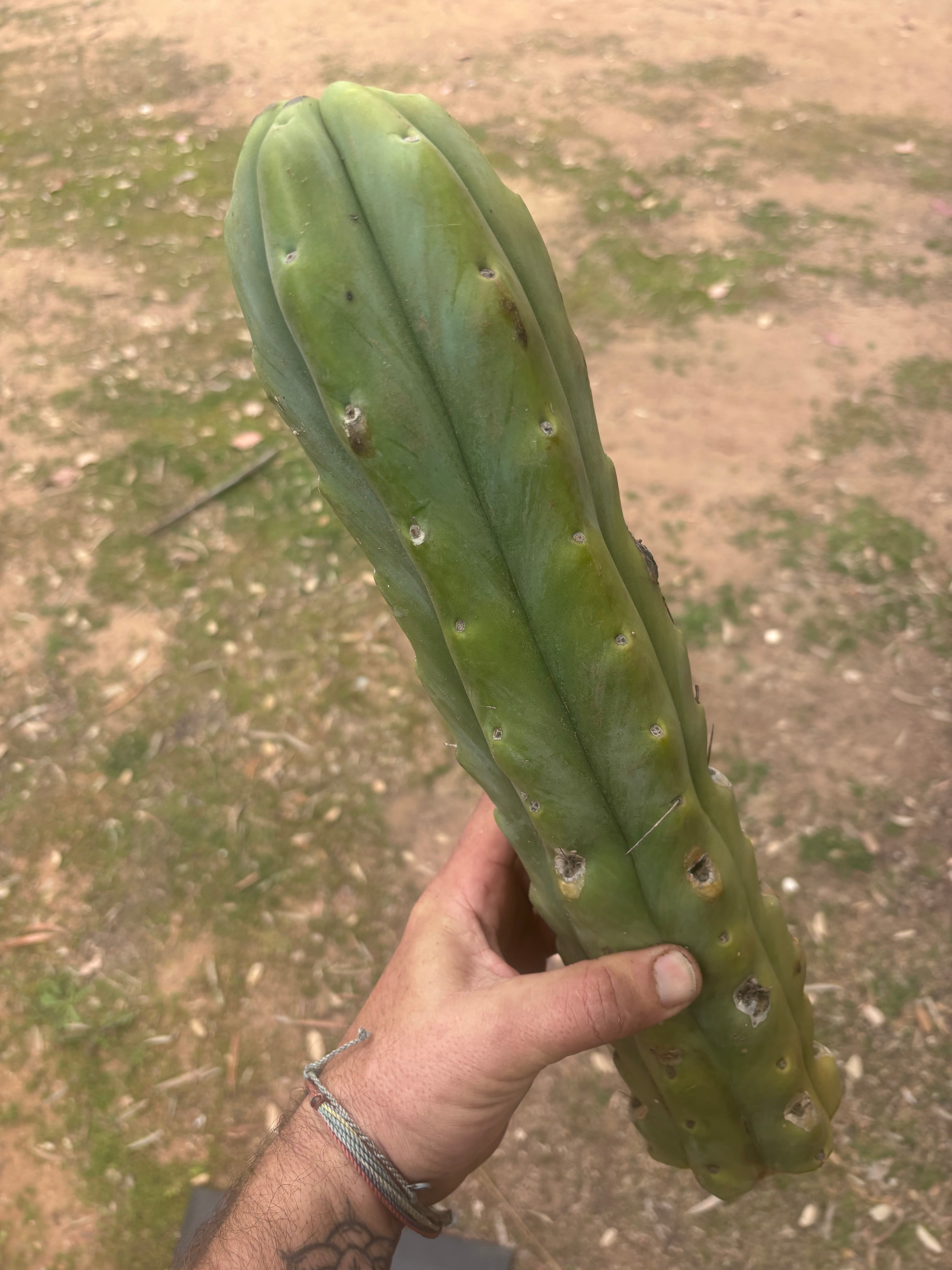 👑🌶️🌶️  Jiimz Twin Spine — XL Mature 15” Tips (Restocked)