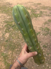 👑🌶️🌶️  Jiimz Twin Spine — XL Mature 15” Tips (Restocked)