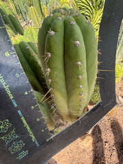 💎👑🌶️ Star Ayacucho  — BATCH DEAL