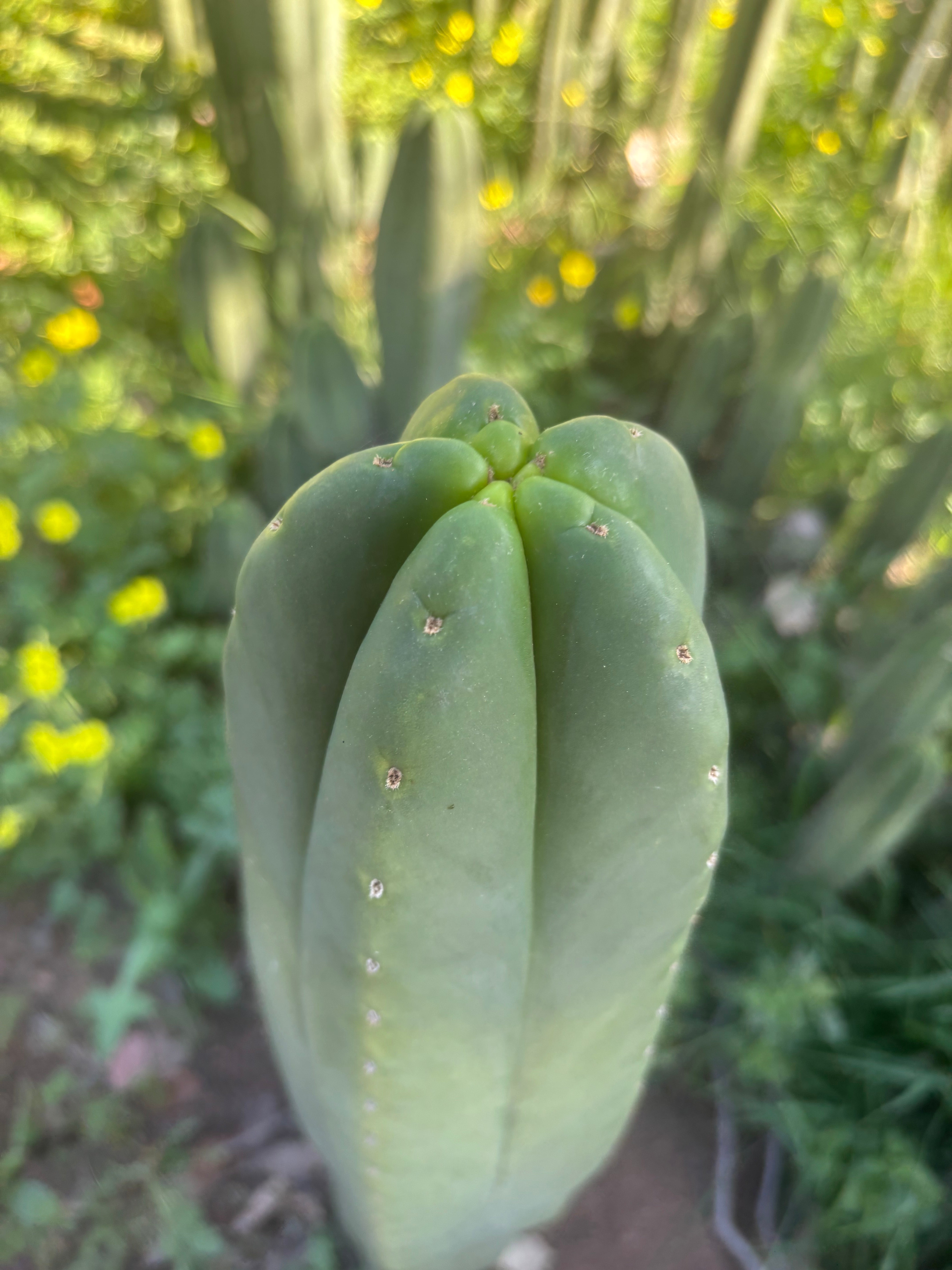 👑🌶️ Scop A — FAT 10” Tips