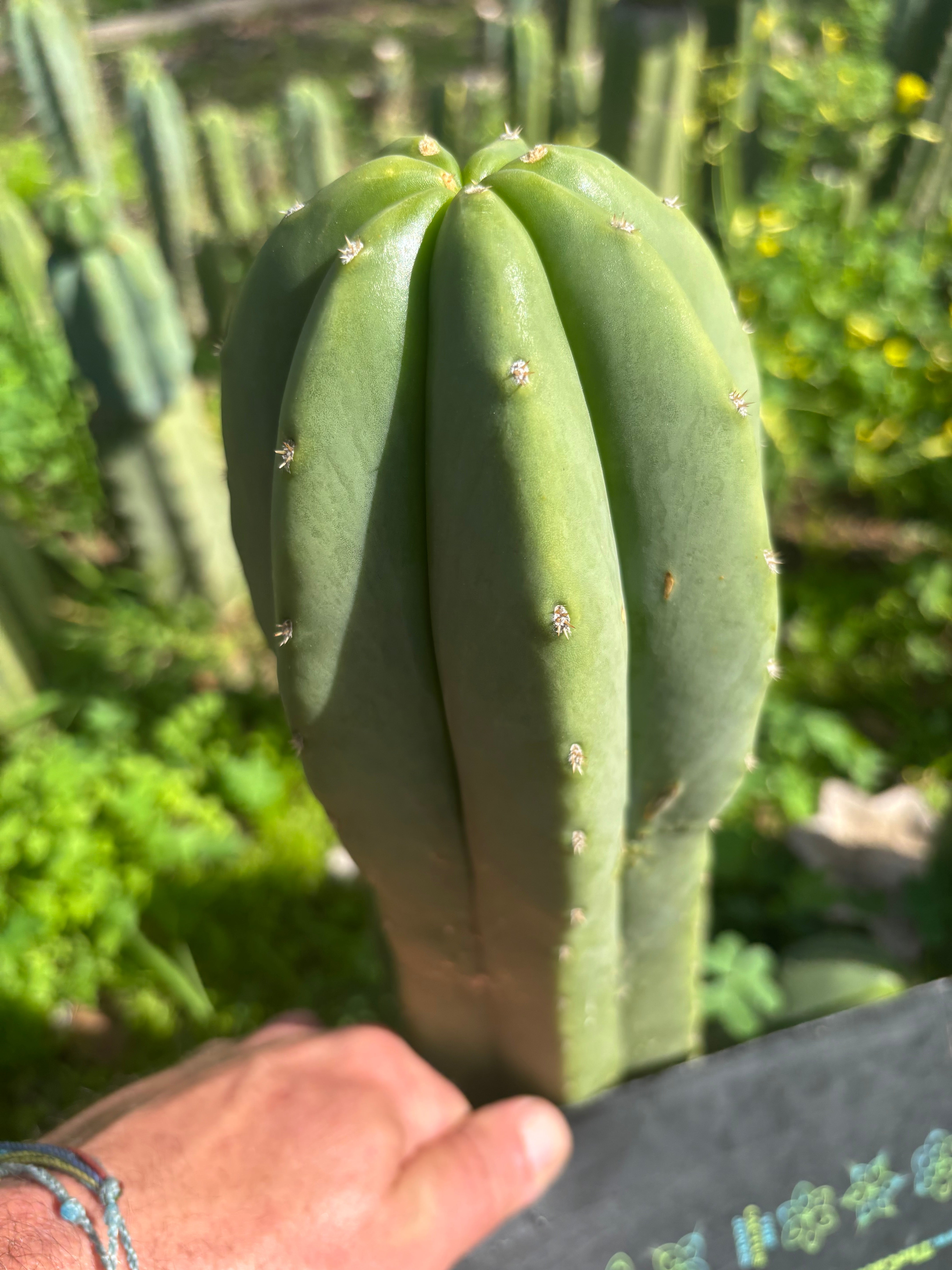 👑🌶️ Jonesy07 — FAT 10” Tip