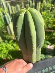 👑🌶️ Jonesy07 — FAT 10” Tip