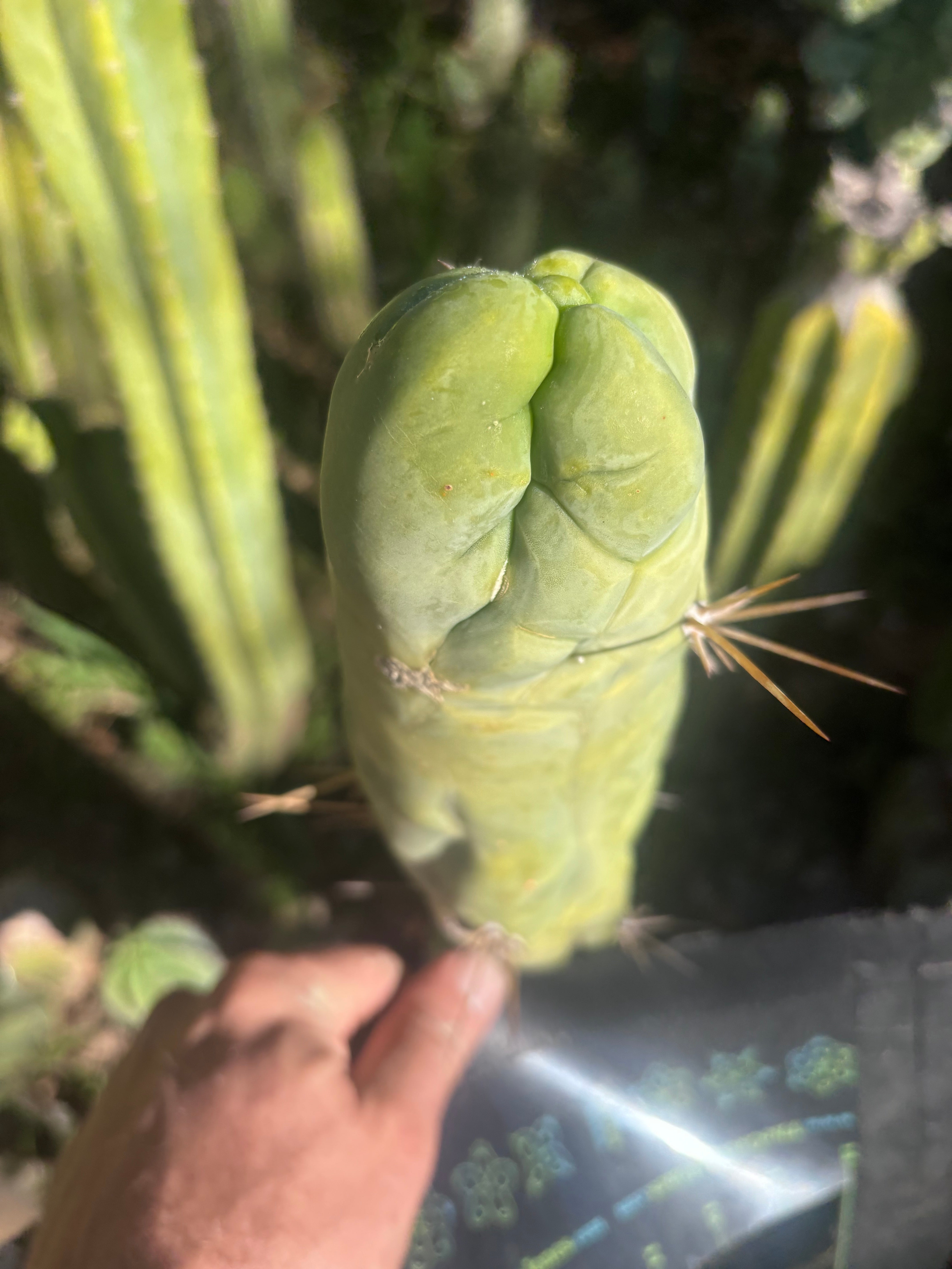 💎👑 Bruce’s Dragon — Chonky 8” Tip