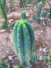 💎 Icaros x Malo4 — Massive 14” Tip