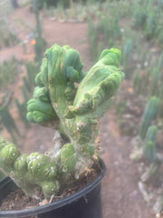 💎👑🌶️🌶️ TBMC — Large Rooted Specimen