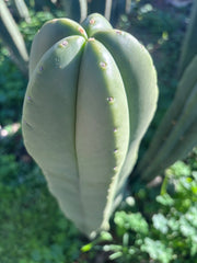 👑💎 Aussie Scop — XL Balloon 14” Tip
