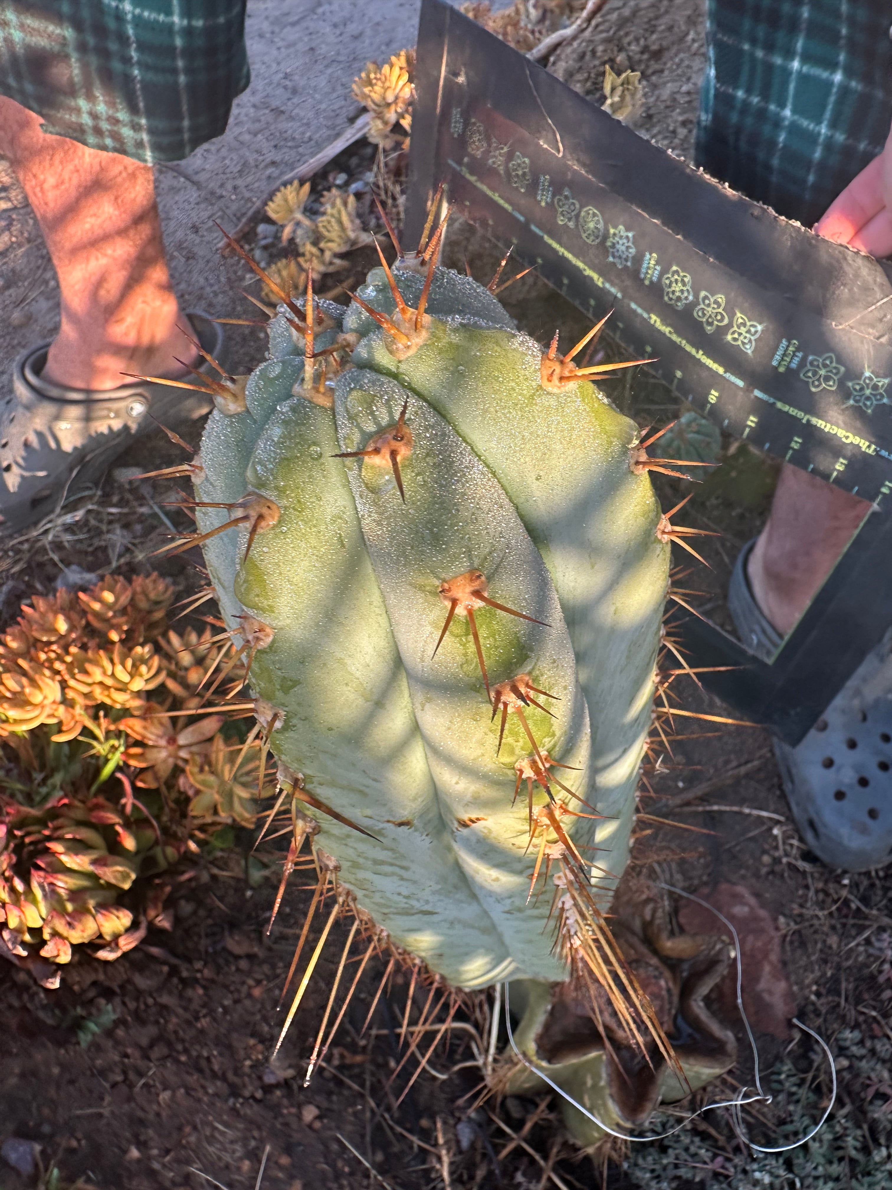 💎👑🌶️ CGG — XL 14” Bomb Pup