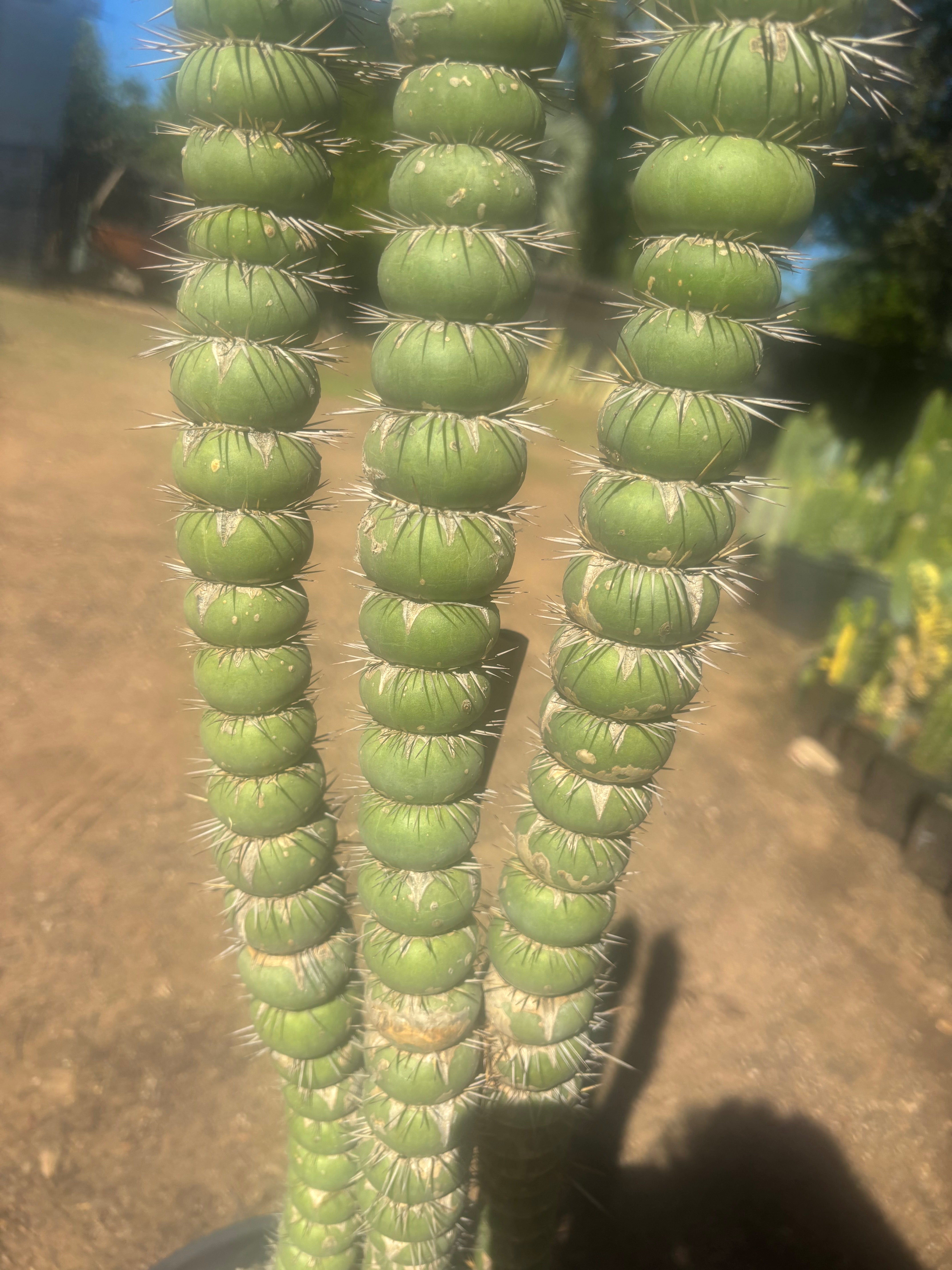 💎👑💎🦄 Varispiralis  — Stunning XL Tri-Column Rooted Showpiece