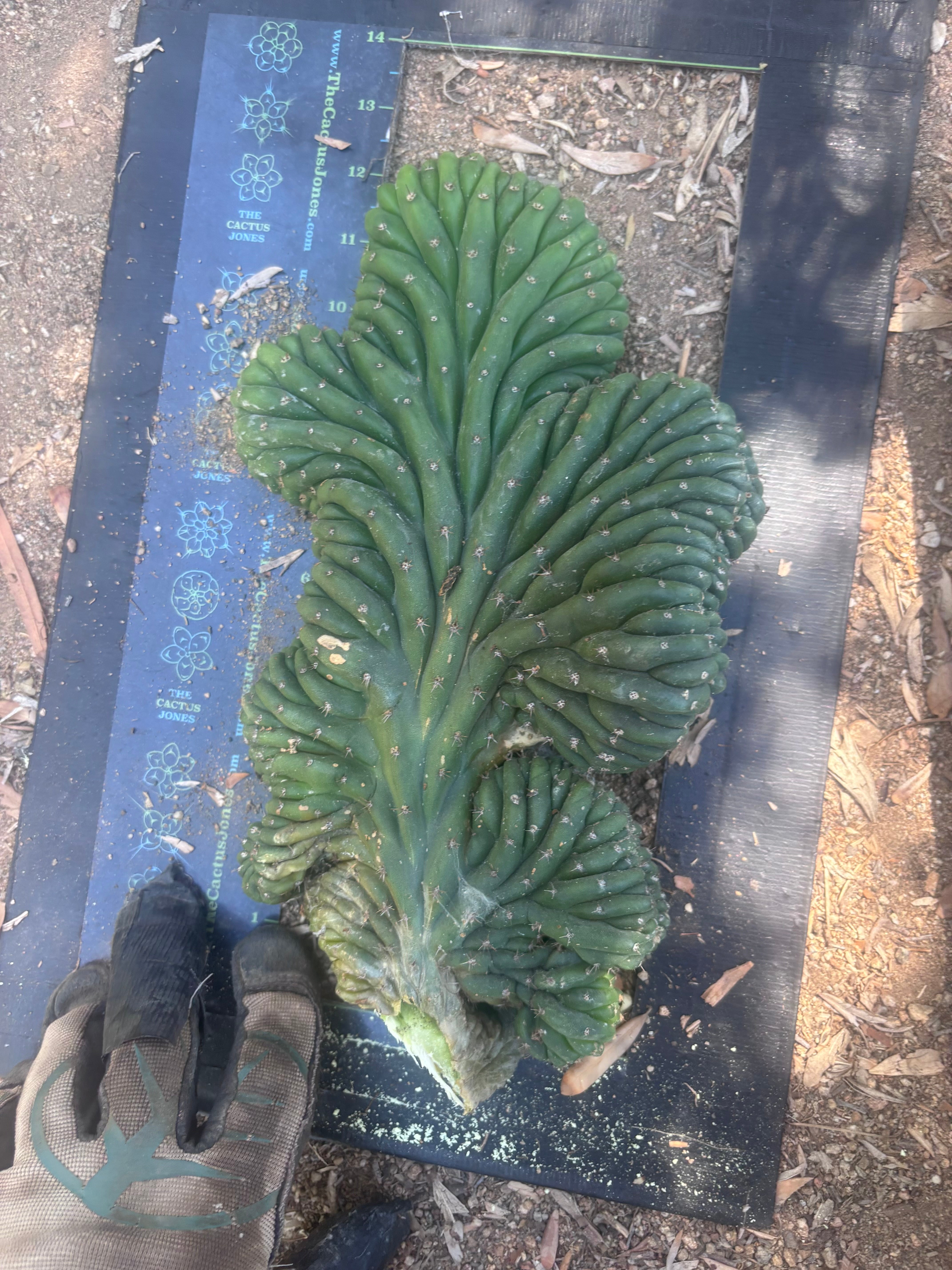 💎👑 TPMC — Large Crests (3)