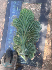 💎👑 TPMC — Large Crests (3)