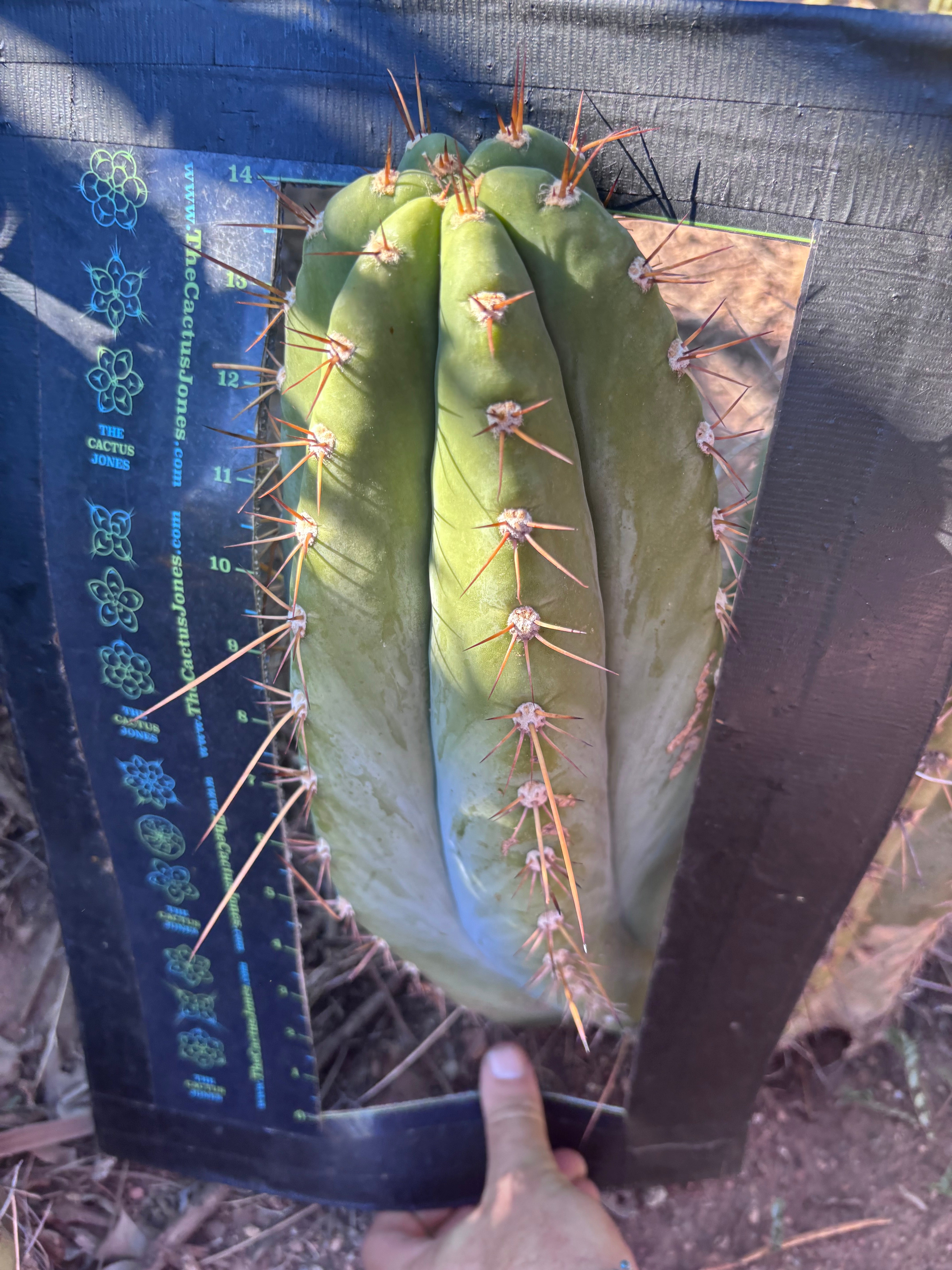 💎👑🌶️ CGG — MASSIVE 15+” Pup