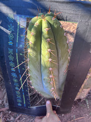 💎👑🌶️ CGG — MASSIVE 15+” Pup
