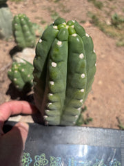 💎👑🌶️  Ichoca — 7” Grenade