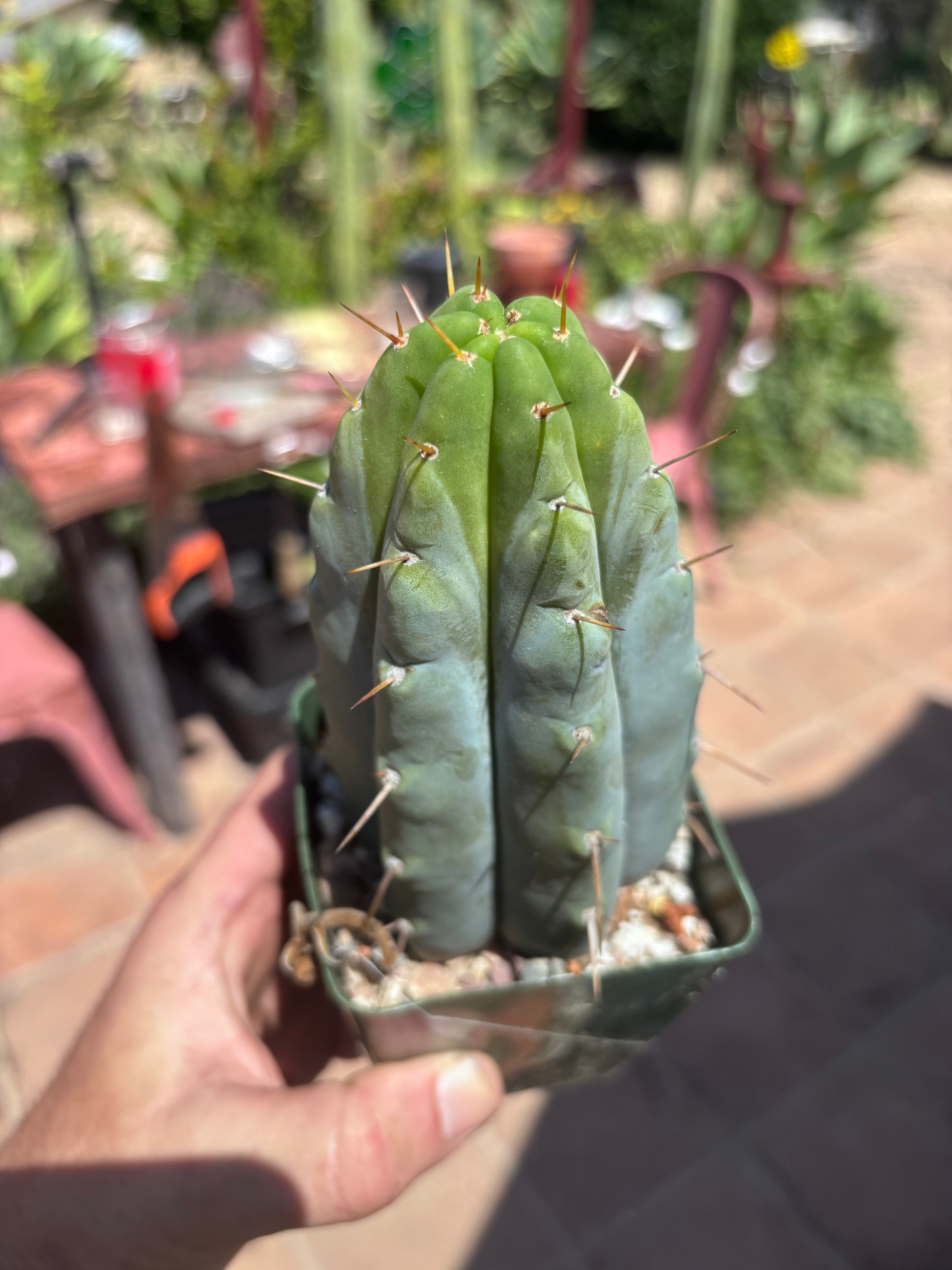 👑🌶️ Hammer — Rooted / Whole