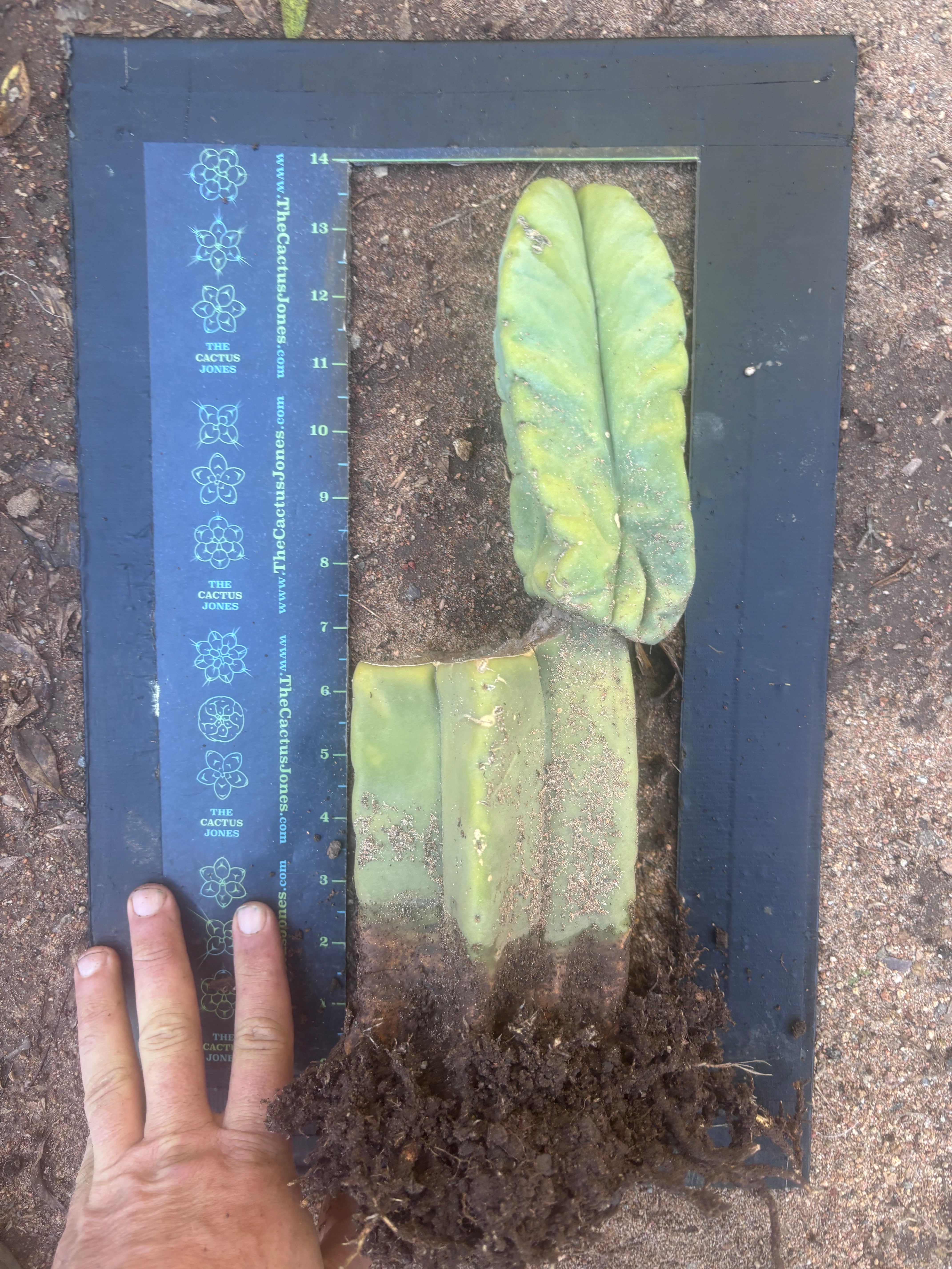 👑💎🌶️ Zulk — Rooted Mid with FourWang Pup