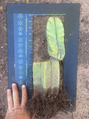 👑💎🌶️ Zulk — Rooted Mid with FourWang Pup